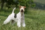 FOX TERRIER 616